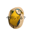 鳥こ（個別スタンプ：4）