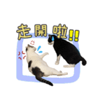 2 lively cats（個別スタンプ：32）