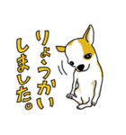 ちわわんこちゃん（個別スタンプ：1）