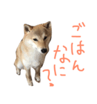 柴犬くっく（個別スタンプ：4）