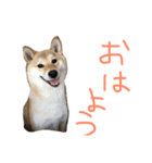 柴犬くっく（個別スタンプ：5）