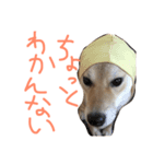 柴犬くっく（個別スタンプ：8）