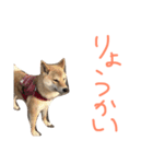 柴犬くっく（個別スタンプ：12）