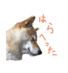 柴犬くっく（個別スタンプ：14）