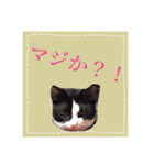 猫の大福スタンプ（個別スタンプ：2）