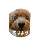 family toy poodle 1（個別スタンプ：1）