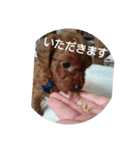 family toy poodle 1（個別スタンプ：3）