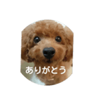 family toy poodle 1（個別スタンプ：4）