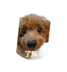 family toy poodle 1（個別スタンプ：5）