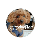 family toy poodle 1（個別スタンプ：6）