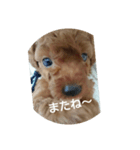 family toy poodle 1（個別スタンプ：7）