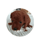 family toy poodle 1（個別スタンプ：8）