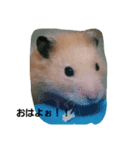 hamster hamster 2018（個別スタンプ：1）