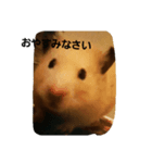 hamster hamster 2018（個別スタンプ：6）