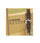 猫のミー、うさぎのシュシュ、写真イラスト（個別スタンプ：6）