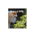 秋田犬、つーさん（個別スタンプ：15）