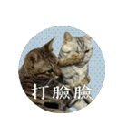 Are you kitten me？（個別スタンプ：25）