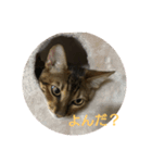 happy cat's（個別スタンプ：14）