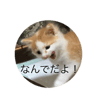 日常会話を猫の気持ちで表現（個別スタンプ：1）