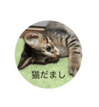 日常会話を猫の気持ちで表現（個別スタンプ：7）