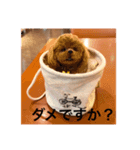 羊毛フェルト犬（個別スタンプ：1）