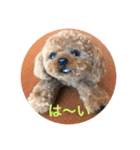 羊毛フェルト犬（個別スタンプ：6）