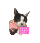 我が家の猫chan。（個別スタンプ：1）