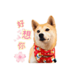 Flower girl  Chai dog Life（個別スタンプ：1）