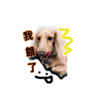 A Qcute dog（個別スタンプ：1）