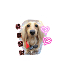 A Qcute dog（個別スタンプ：5）