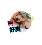 A Qcute dog（個別スタンプ：9）