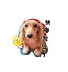 A Qcute dog（個別スタンプ：11）