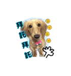 A Qcute dog（個別スタンプ：13）