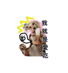 A Qcute dog（個別スタンプ：14）