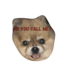 Wilson the Mini Pomeranian（個別スタンプ：5）