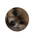 Wilson the Mini Pomeranian（個別スタンプ：7）