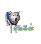 Husky-Husko Version 2（個別スタンプ：1）