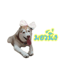 Husky-Husko Version 2（個別スタンプ：2）