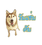 Husky-Husko Version 2（個別スタンプ：4）