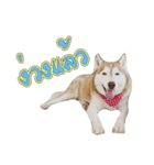 Husky-Husko Version 2（個別スタンプ：5）