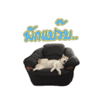 Husky-Husko Version 2（個別スタンプ：8）