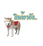 Husky-Husko Version 2（個別スタンプ：9）