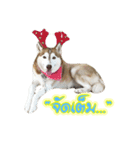 Husky-Husko Version 2（個別スタンプ：11）