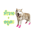 Husky-Husko Version 2（個別スタンプ：12）