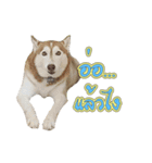 Husky-Husko Version 2（個別スタンプ：13）