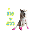 Husky-Husko Version 2（個別スタンプ：16）