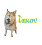 Husky-Husko Version 2（個別スタンプ：21）