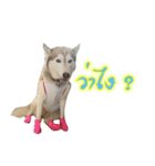 Husky-Husko Version 2（個別スタンプ：22）