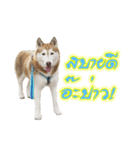 Husky-Husko Version 2（個別スタンプ：24）