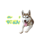 Husky-Husko Version 2（個別スタンプ：25）